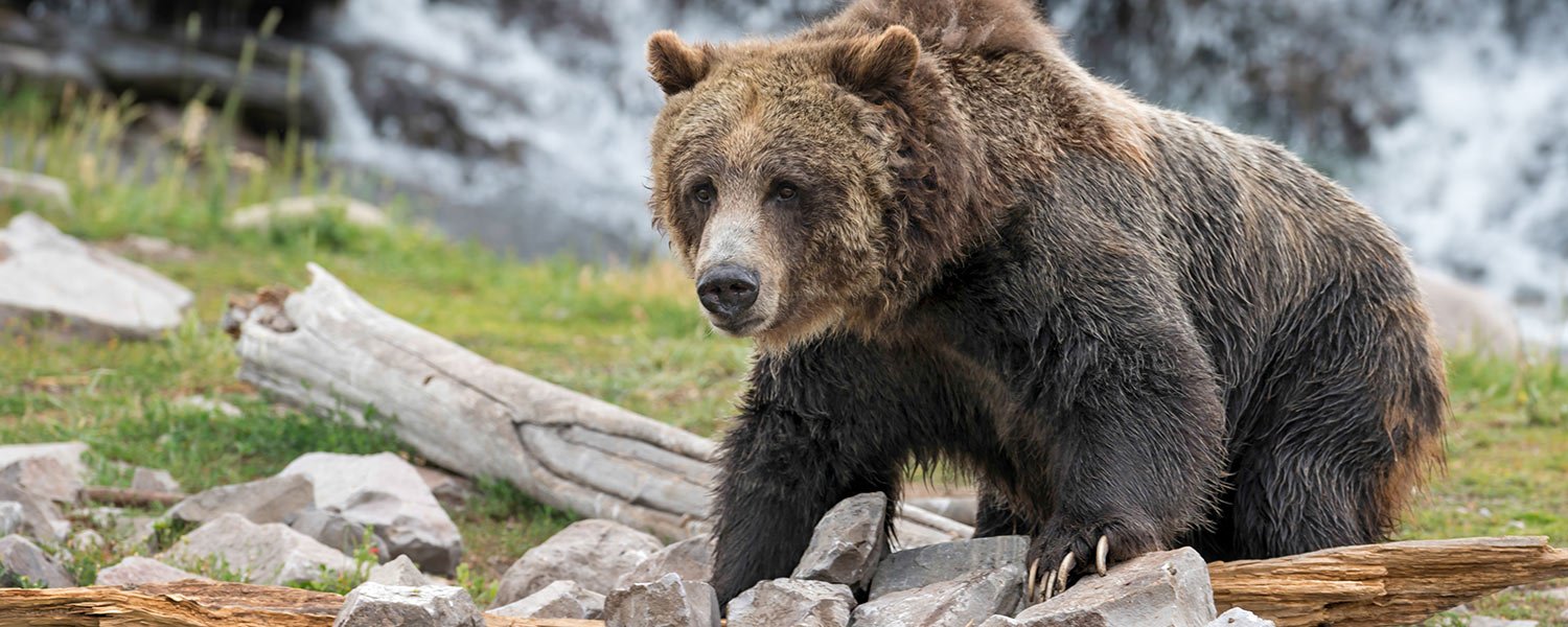 Grizzly Bear discovery center West Yellowstone