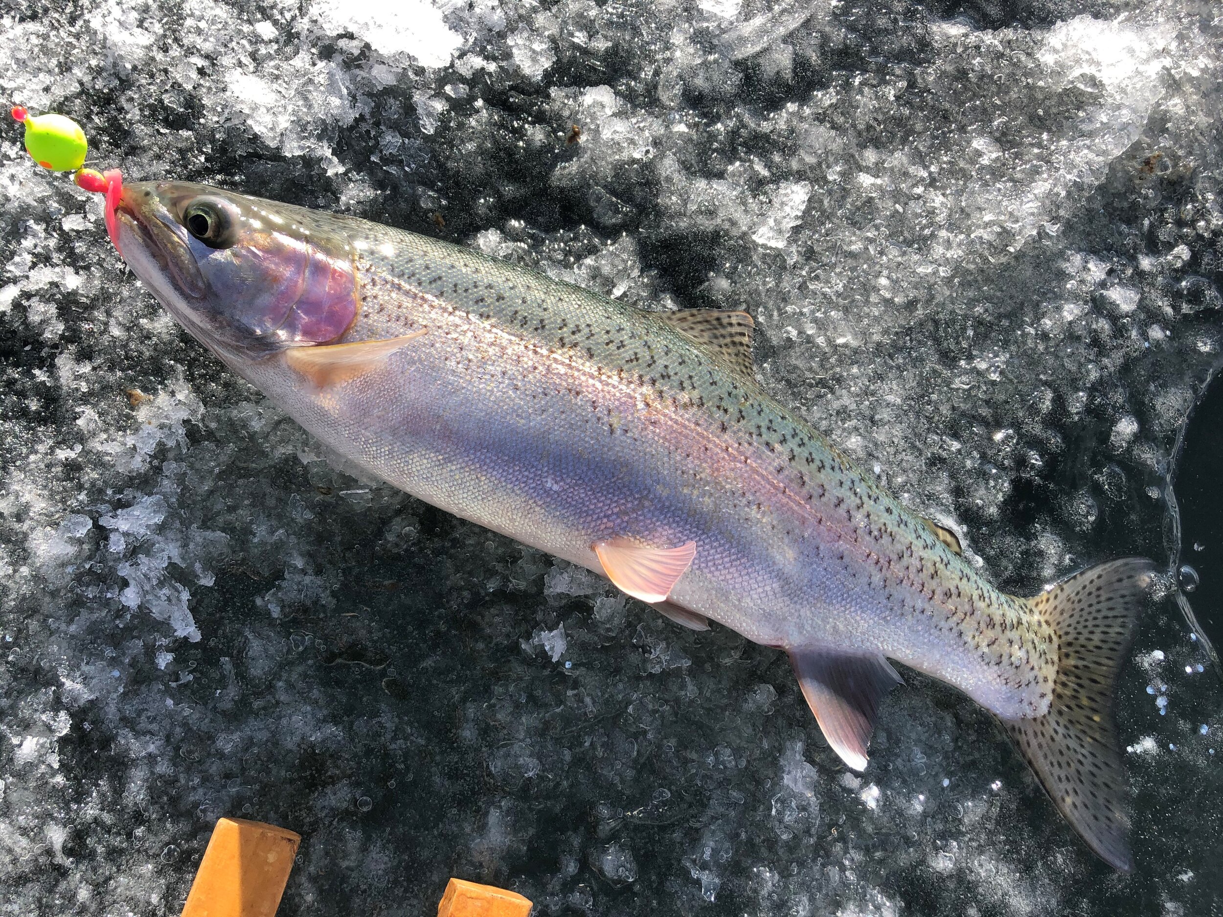 guided ice fishing rainbow trout